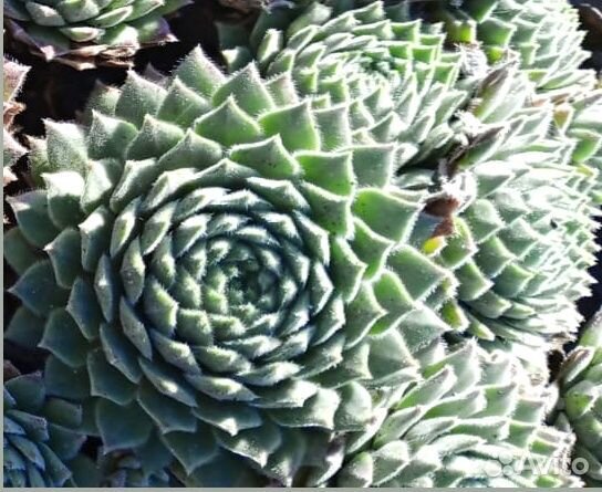 Молодило (Sempervivum)