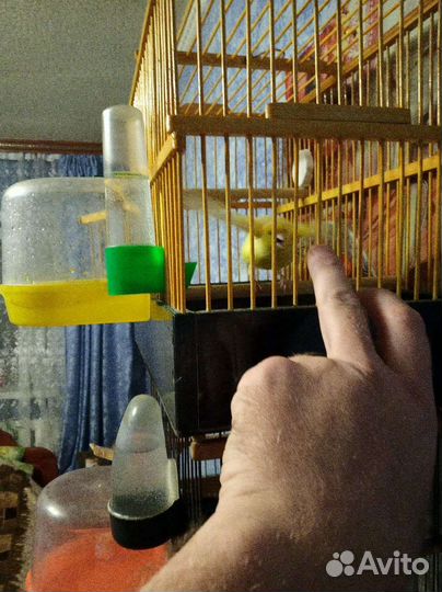 Кенаря певчие