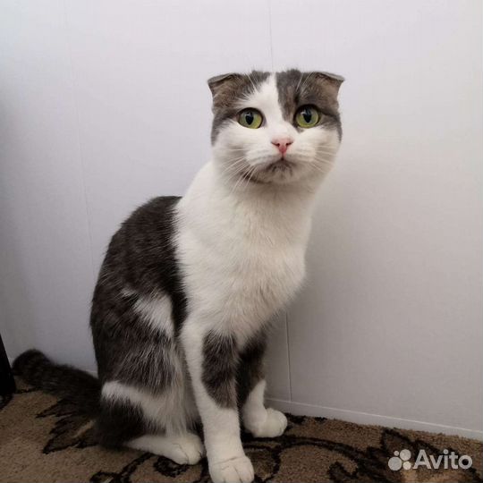 В добрые руки