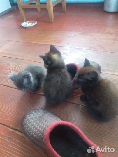 Кошки бесплатно