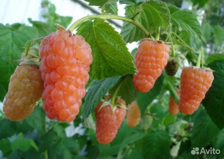 Растения Малина (кусты)