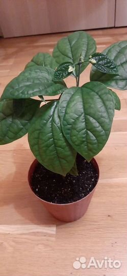 Потрясающее цветение клеродендрум