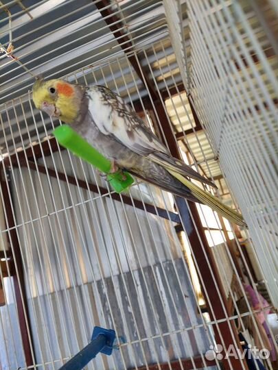 Попугай корелла