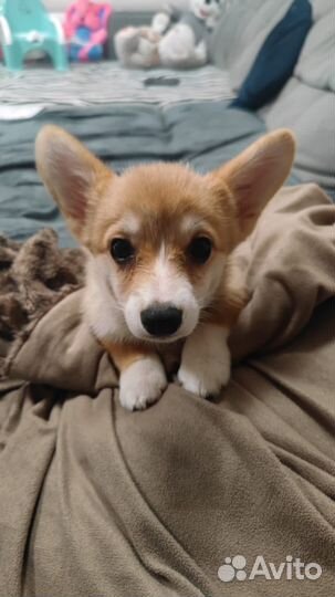 Вельш-корги пемброк девочка
