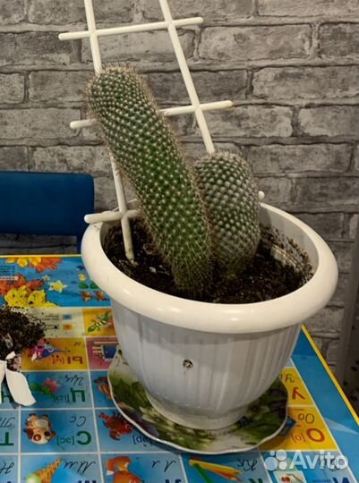 Большой кактус