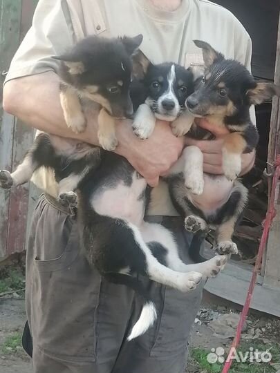 Домашние животные собаки щенки бесплатно