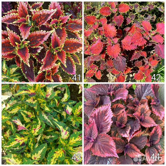 Колеусы 170 сортов Часть 2