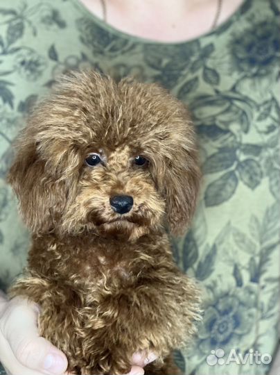 Той-пудель тедди мальчик