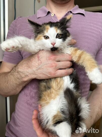 Абрикоска и котята ищут ответственные семьи