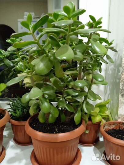 Комнатные цветы