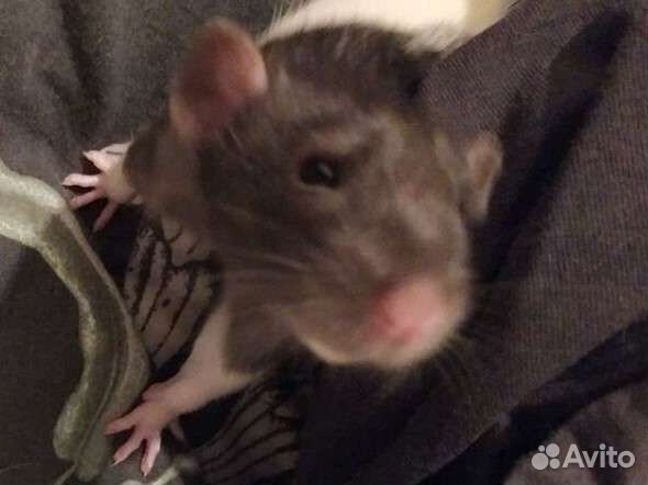 Крысы мальчики 4 мес