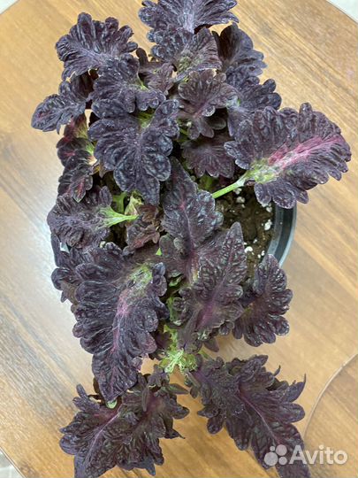 Продаю рассаду цветов колеус