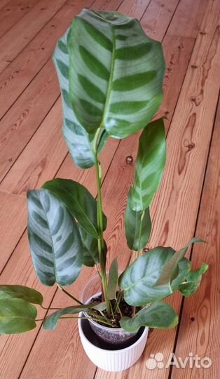 Калатеи Филодендроны