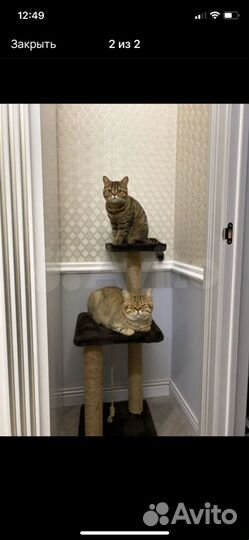 Котик и кошечка