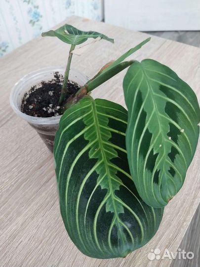 Маранта, диффенбахия