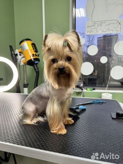 Стрижка собак груминг