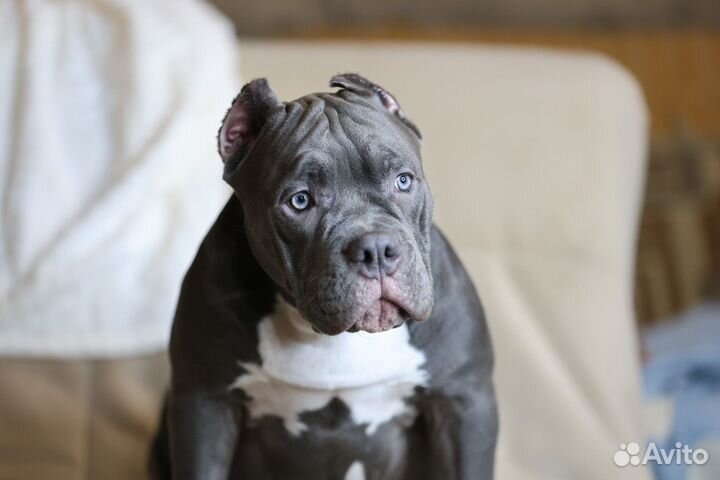 Американский булли девочка щенок