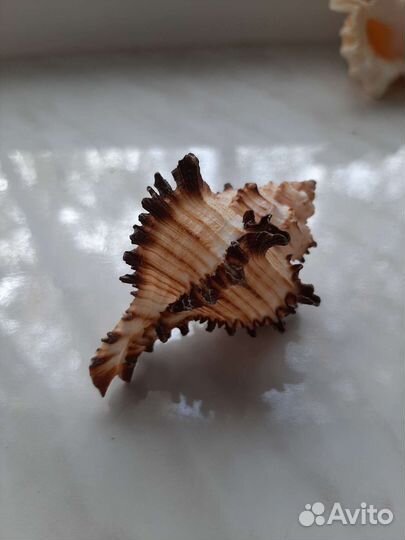 Морские раковины