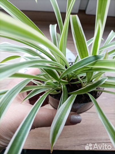 Хлорофитум