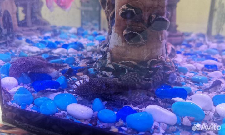 Сомики анциструсы