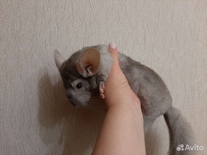 Шиншилла