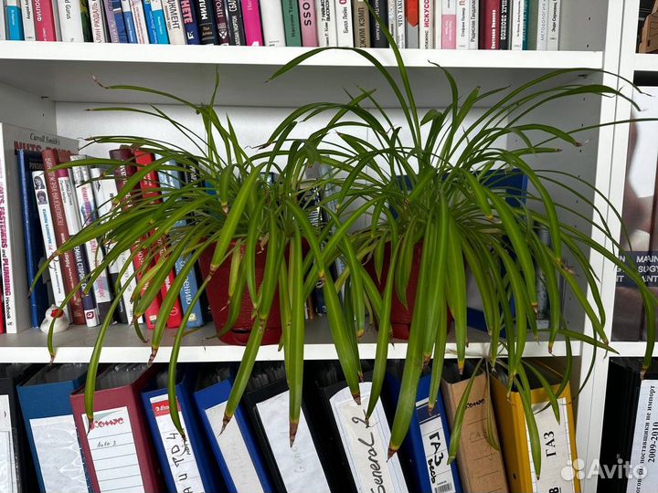 Офисные цветы бесплатно