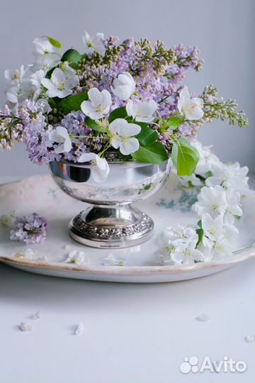 Роузбол Англия Lanthe