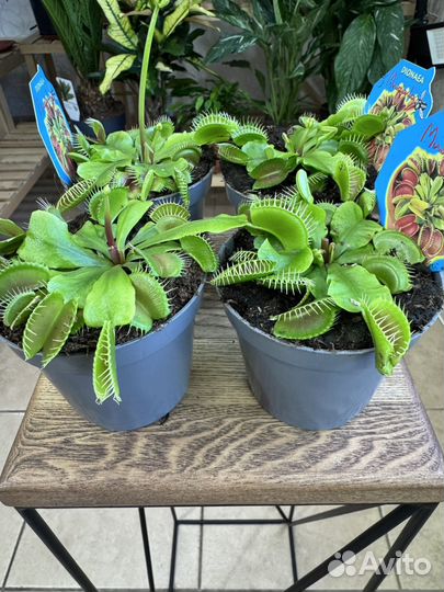 Дионея мухоловка - хищник