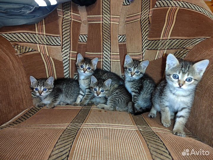 Домашние котята