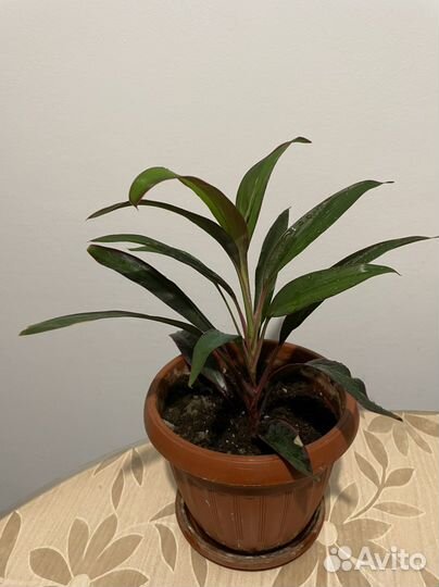 Кордилина- комнатное растение