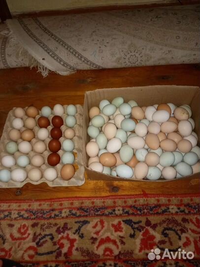 Инкубационное яйцо