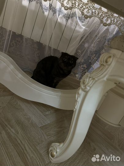 Передержка кошек, собак