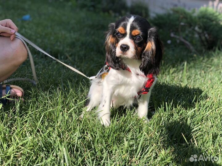 Кавалер кинг чарльз спаниель триколор