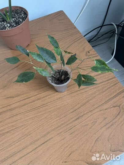 Комнатные цветы