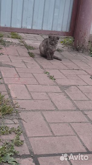 Кошечка в добрые руки