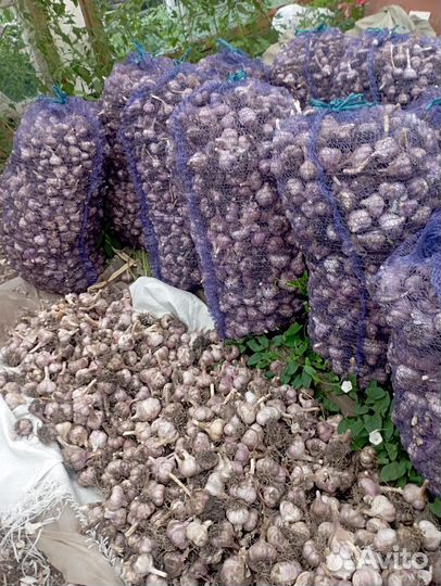 Чеснок оптом