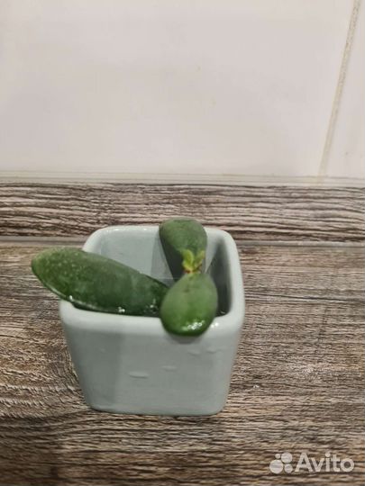 Денежное дерево. Толстянка. Сукулент