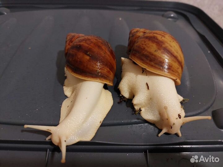 Улитка Архахатина Маргината Овум Альбина