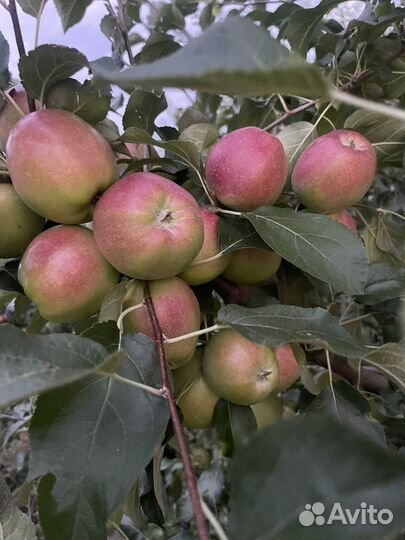 Яблоки оптом Моди