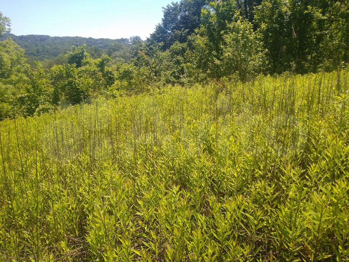 Участок 1,15 га (ИЖС)