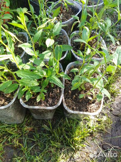 Вероника многолетник