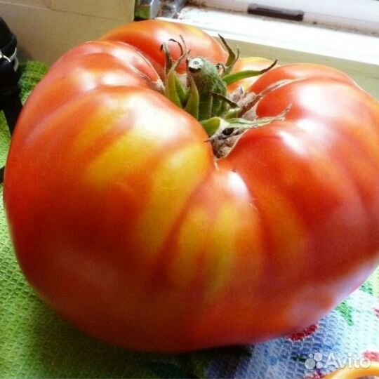 Семена томатов Гигантистика