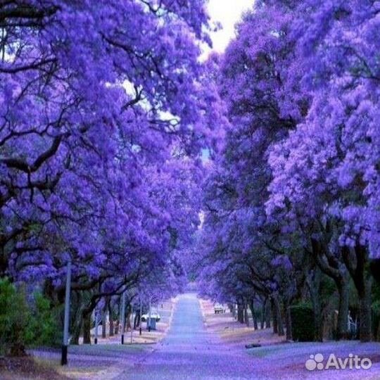 Саженцы Павловнии