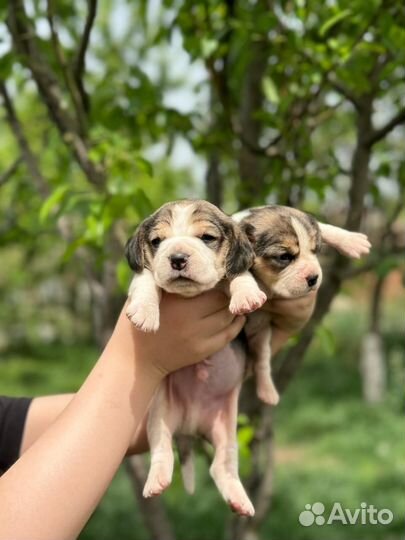 Щенки бигль