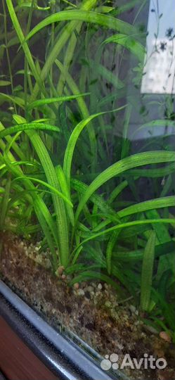 Аквариумные растения