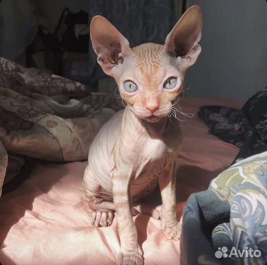 Донской сфинкс