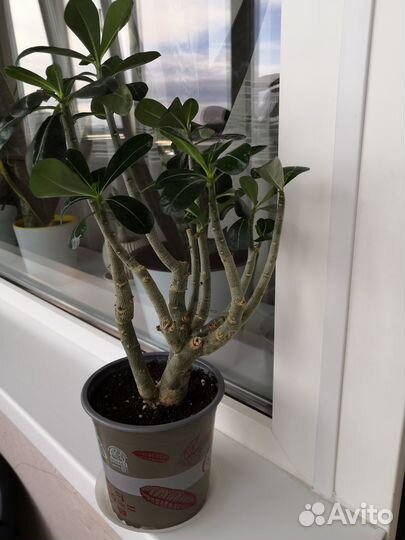 Адениум взрослое растение