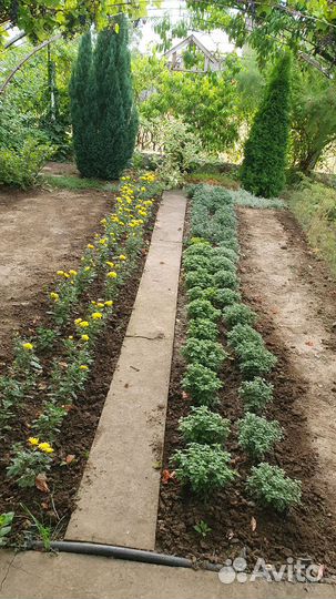 Домашние декоративные растения