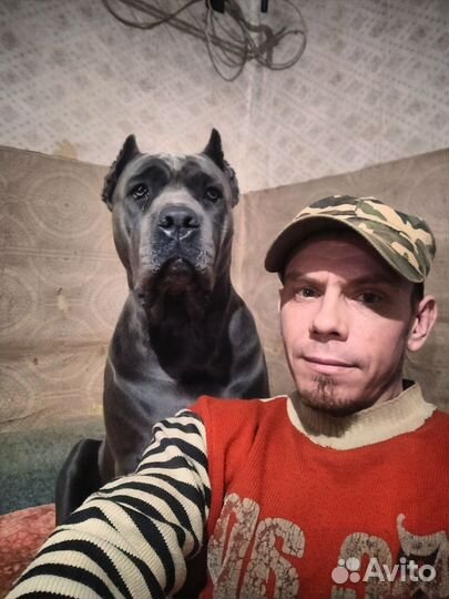 Собаки щенки кане корсо