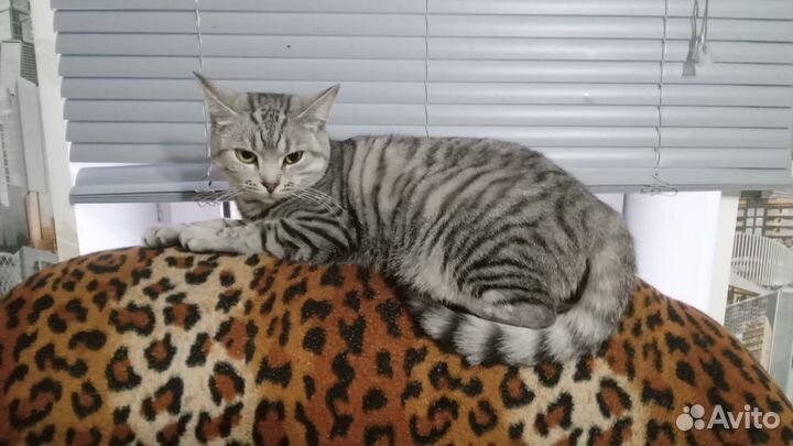 Экзотическая кошка